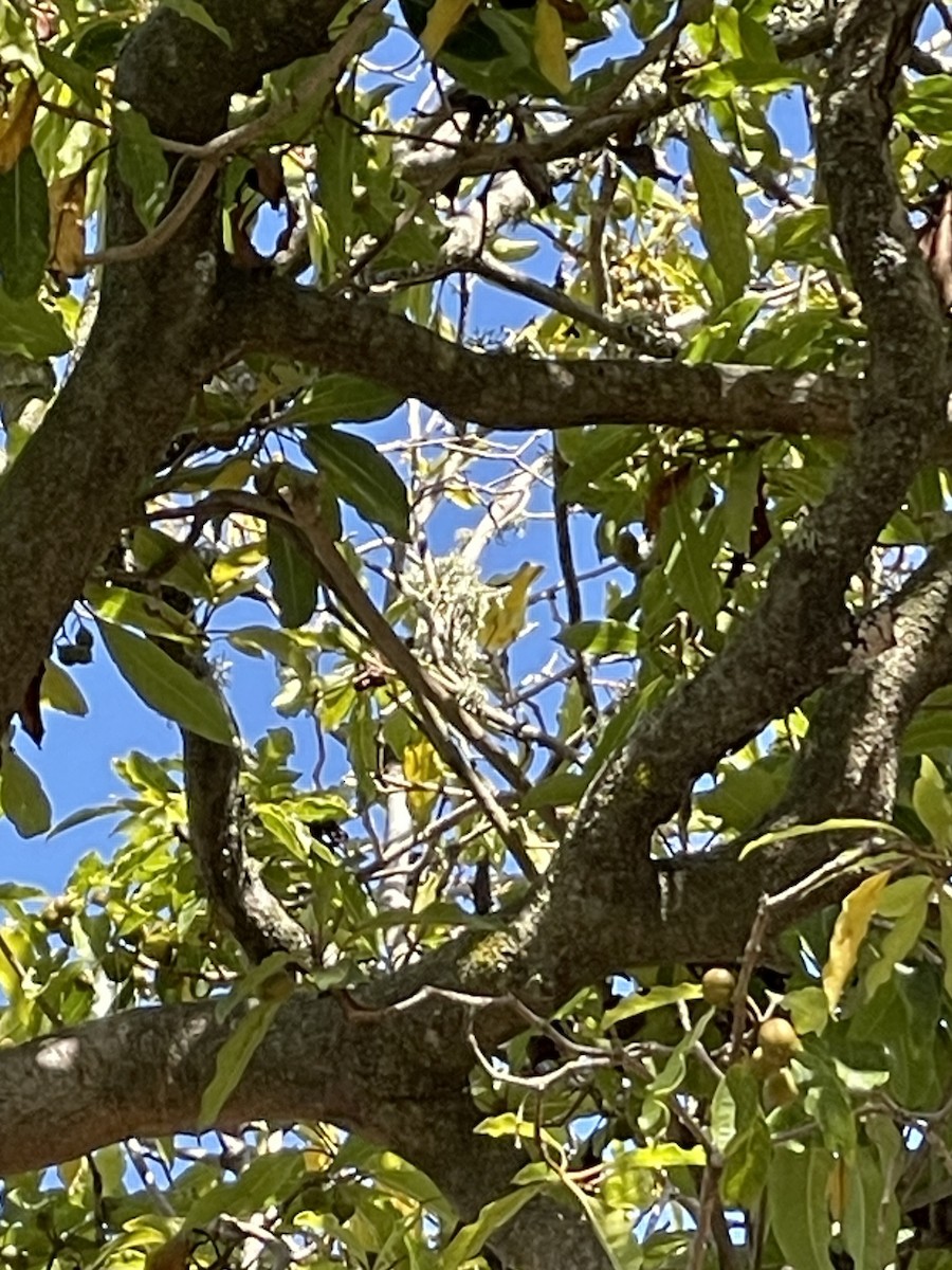 Yellow Warbler (Northern) - ML623209598