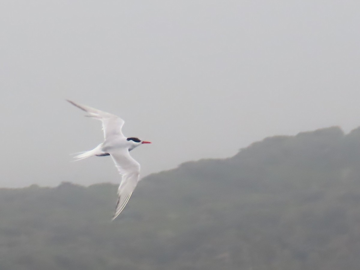 Antarctic Tern - ML623209652