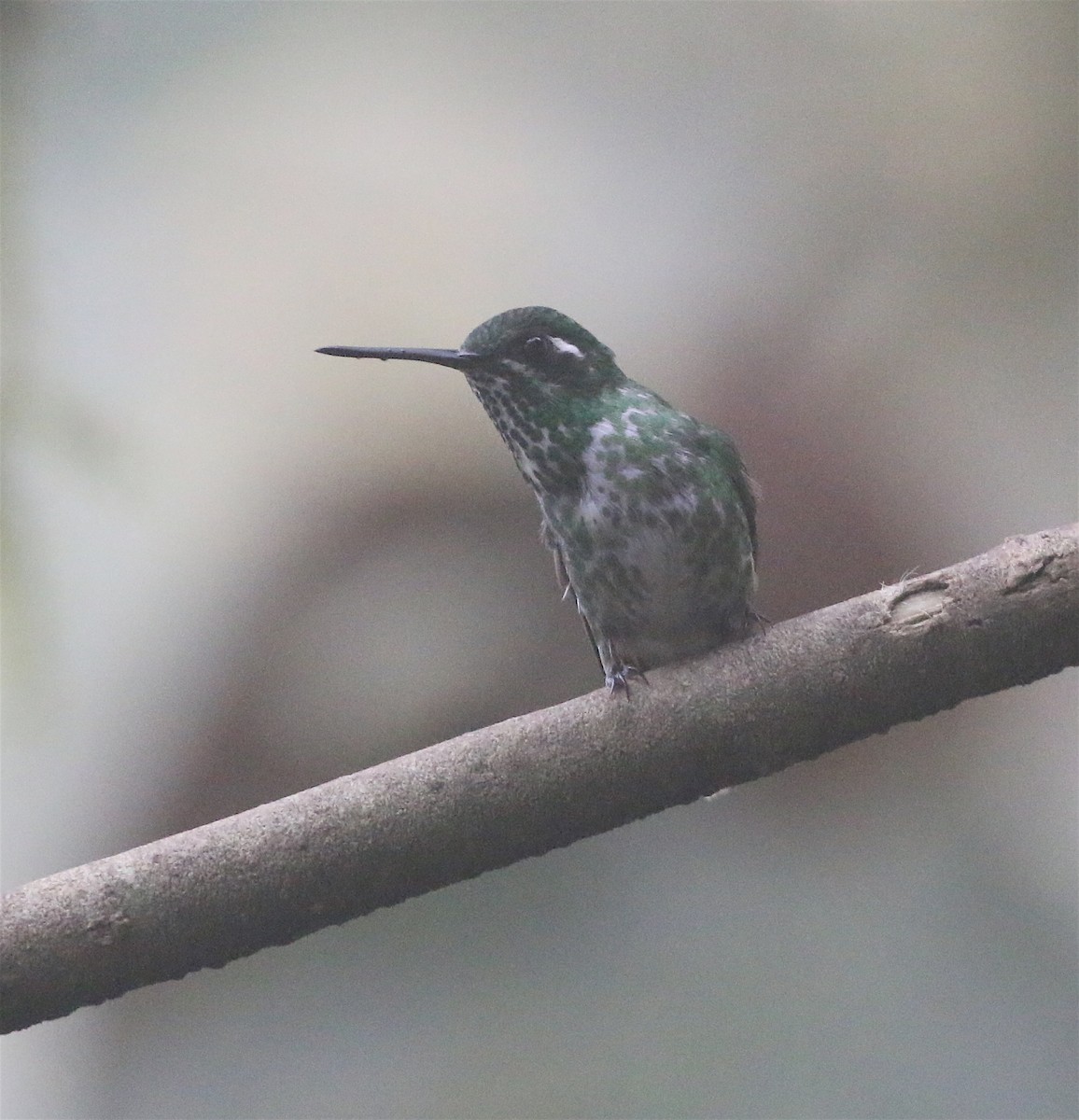 Colibrí Puntiblanco Occidental - ML623209661