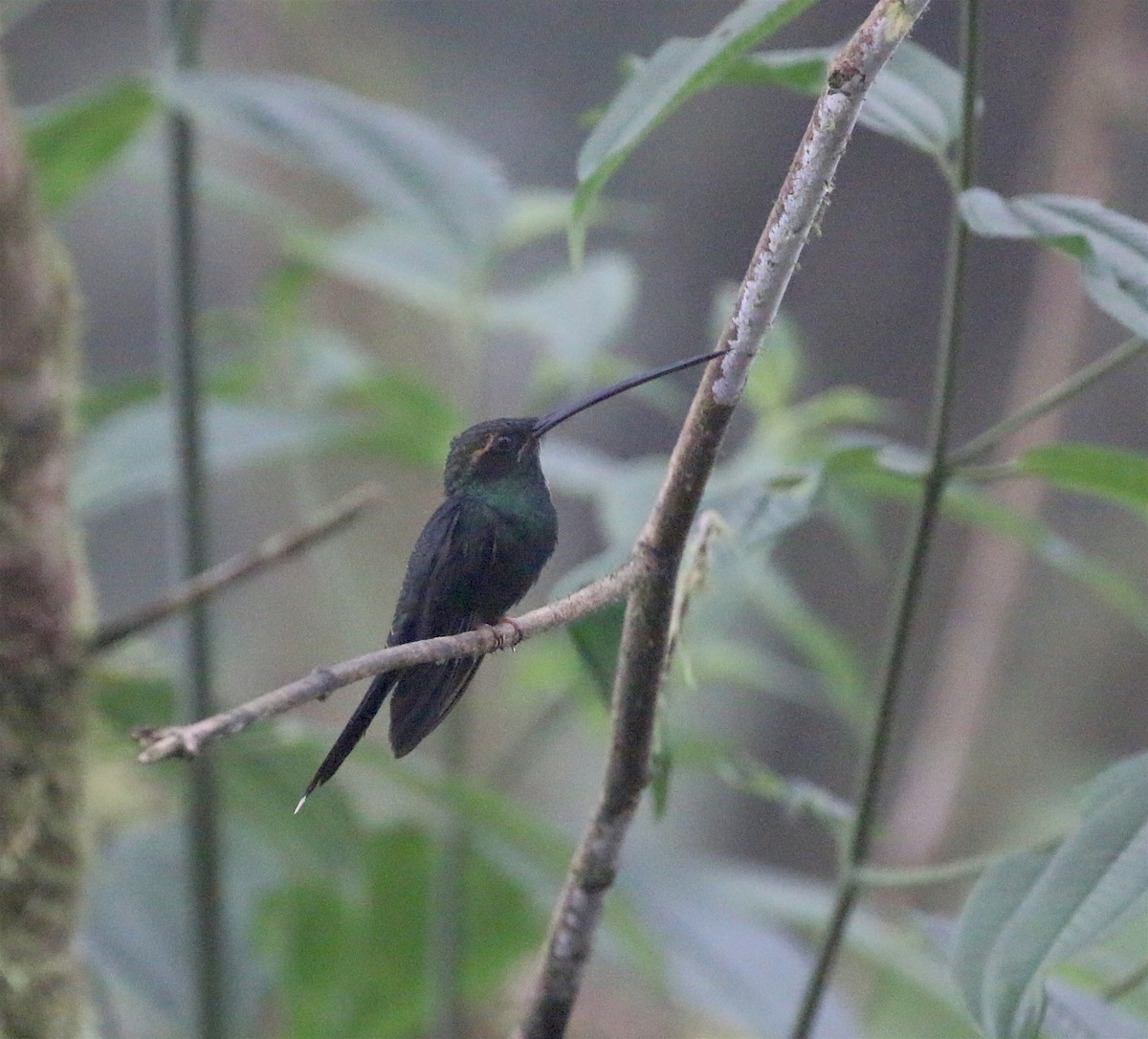 White-whiskered Hermit - ML623209706