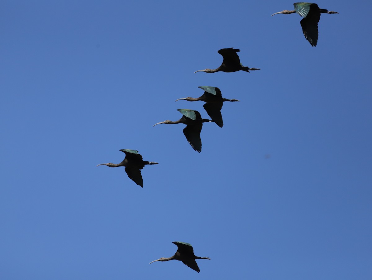 White-faced Ibis - ML623209712