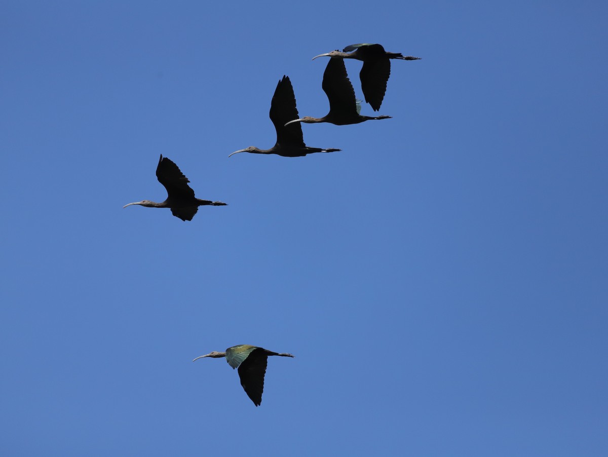 White-faced Ibis - ML623209713