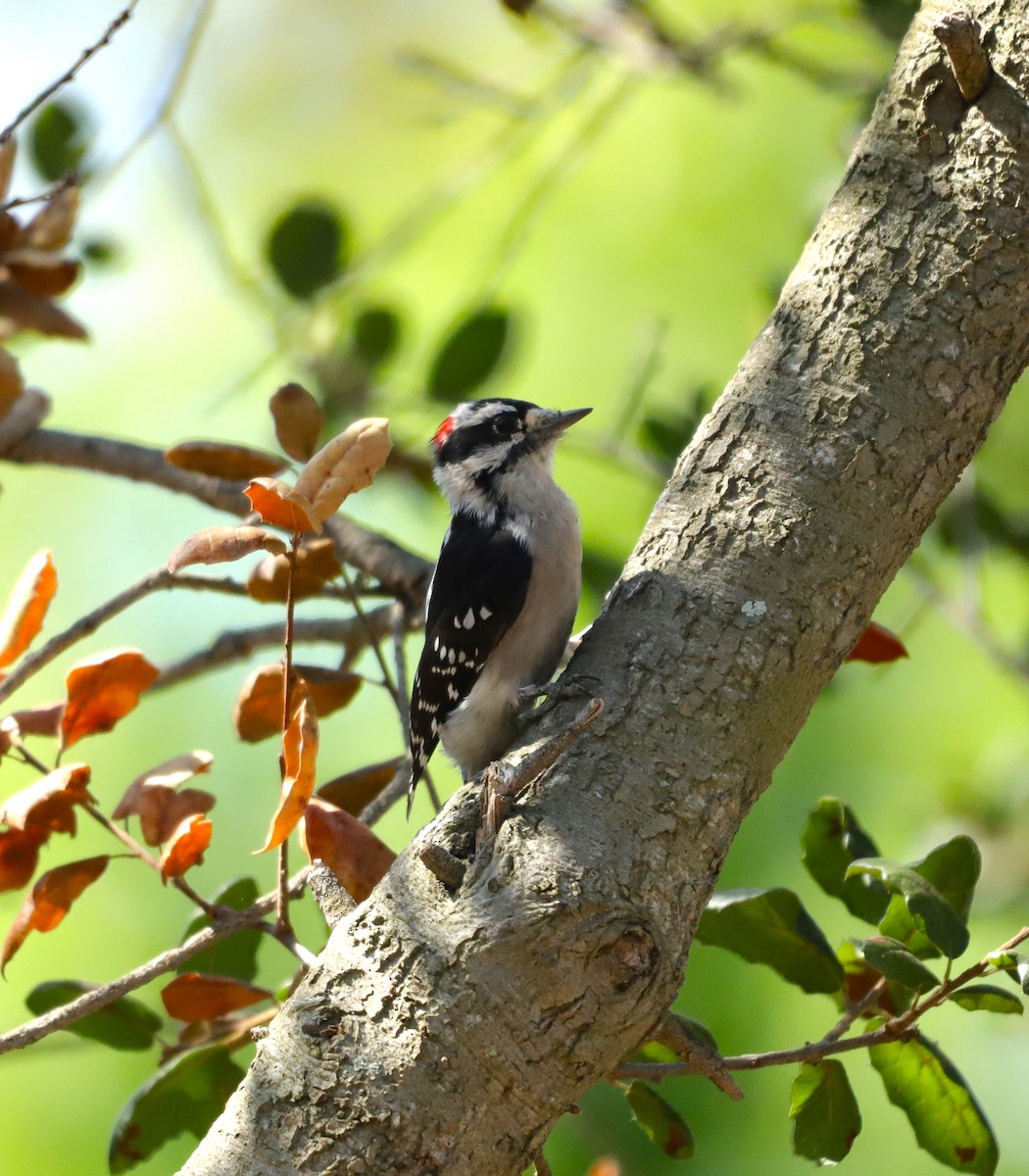 Downy Woodpecker - ML623209720