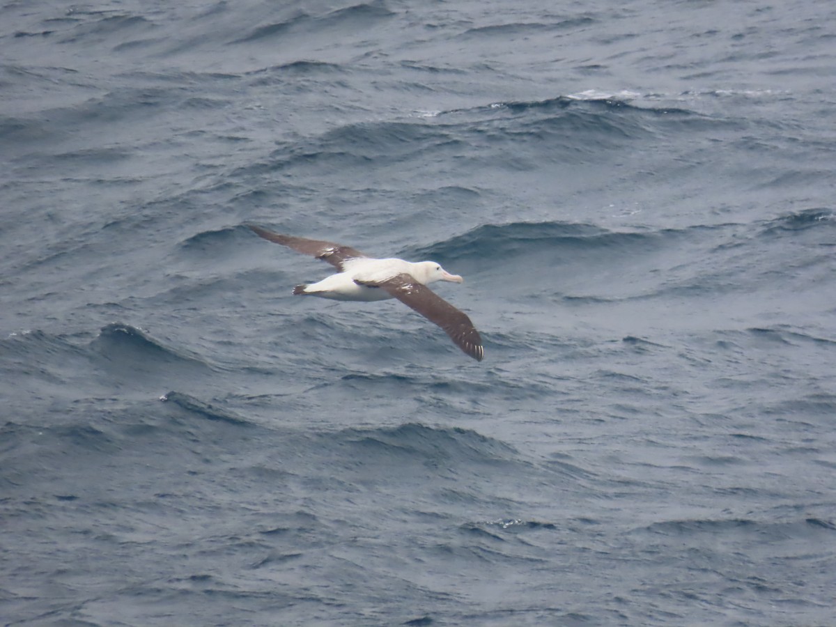 Albatros de Tristan da Cunha - ML623209788