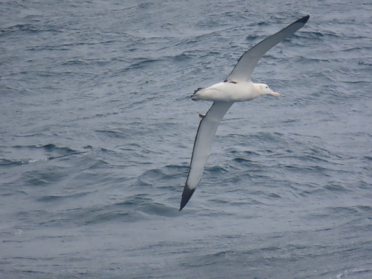 Albatros de Tristan da Cunha - ML623209816