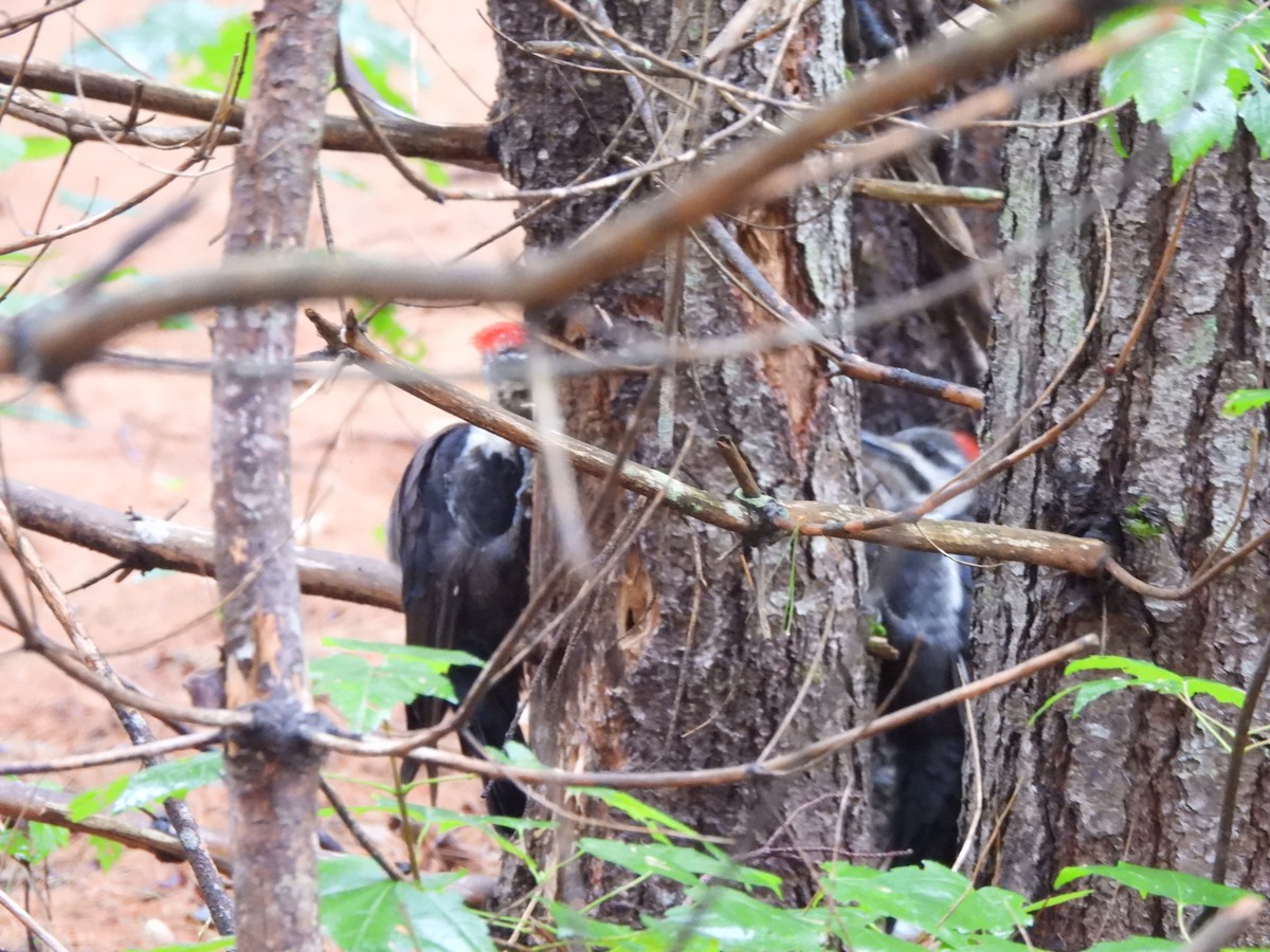 Pileated Woodpecker - ML623209885