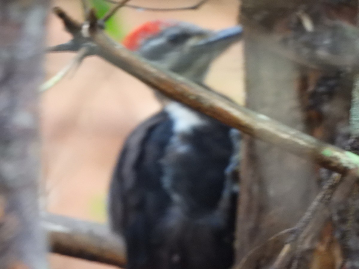 Pileated Woodpecker - ML623209886