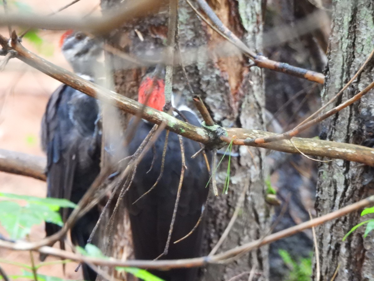 Pileated Woodpecker - ML623209887