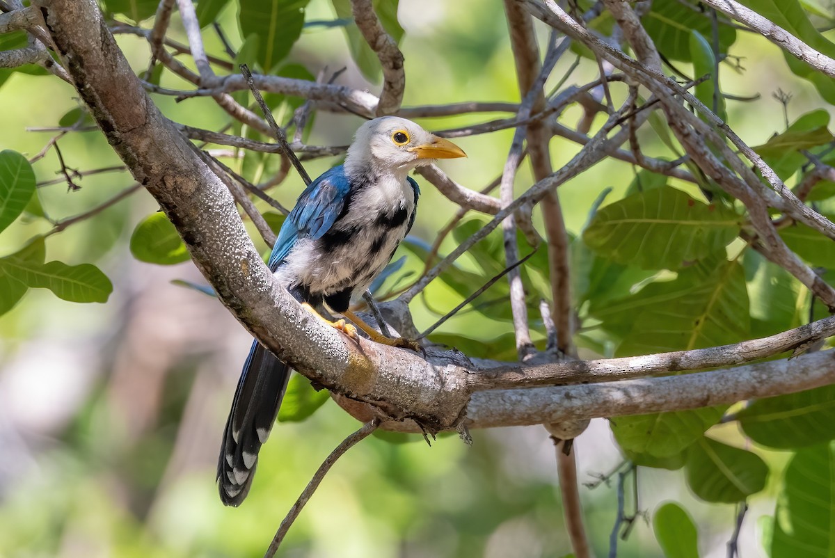 Geai du Yucatan - ML623209888