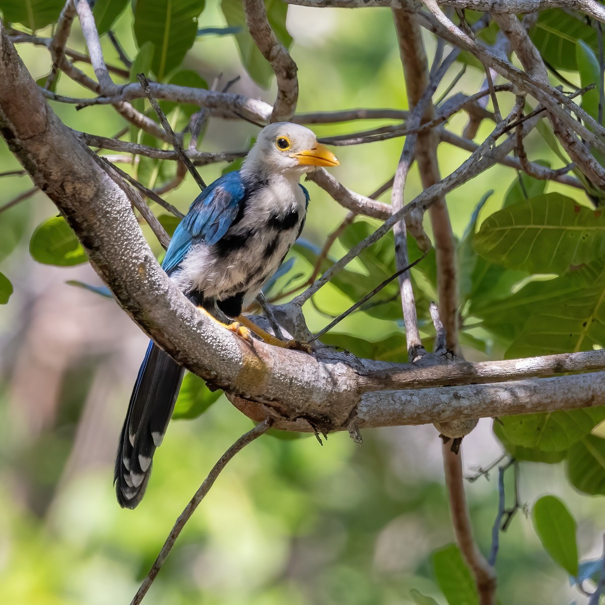 Geai du Yucatan - ML623209890