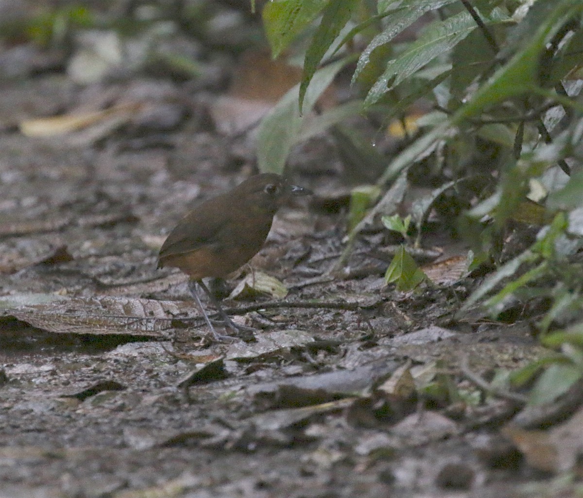 Plain-backed Antpitta - ML623209979