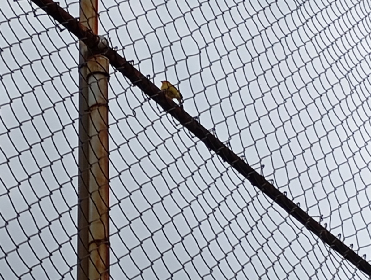 Saffron Finch (Saffron) - ML623209995