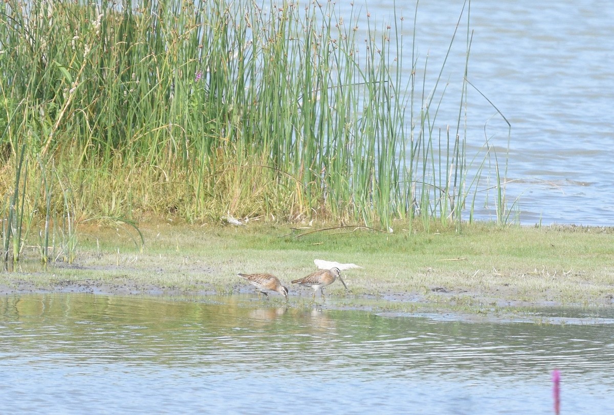 Short-billed Dowitcher - Steven McClellan