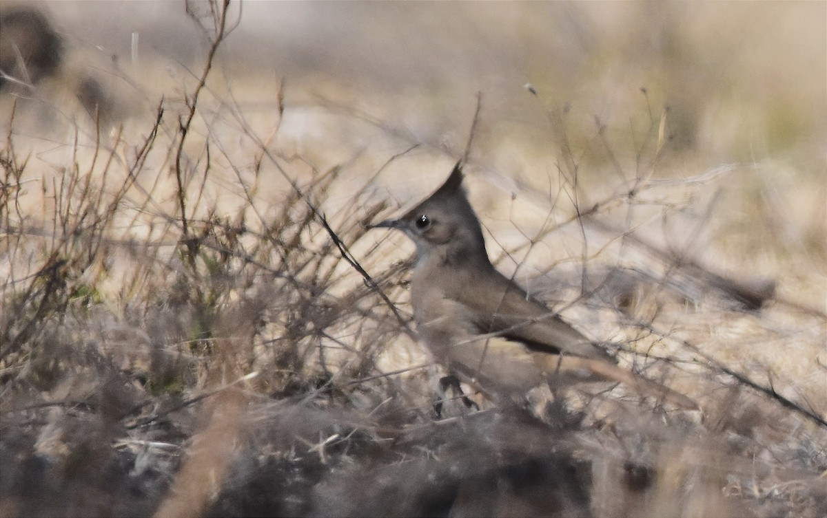 Crested Hornero - Juan Bardier