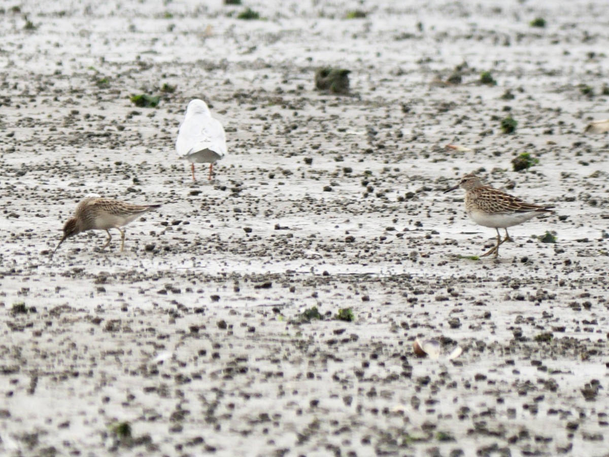 Pectoral Sandpiper - ML623210056