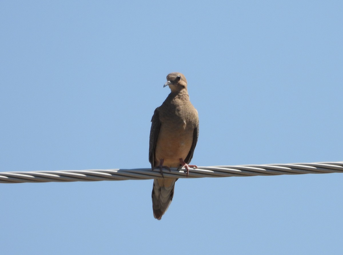 Mourning Dove - ML623210064