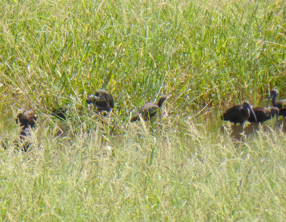 White-faced Ibis - ML623210068