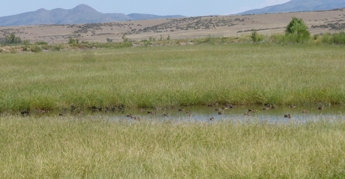 White-faced Ibis - ML623210073