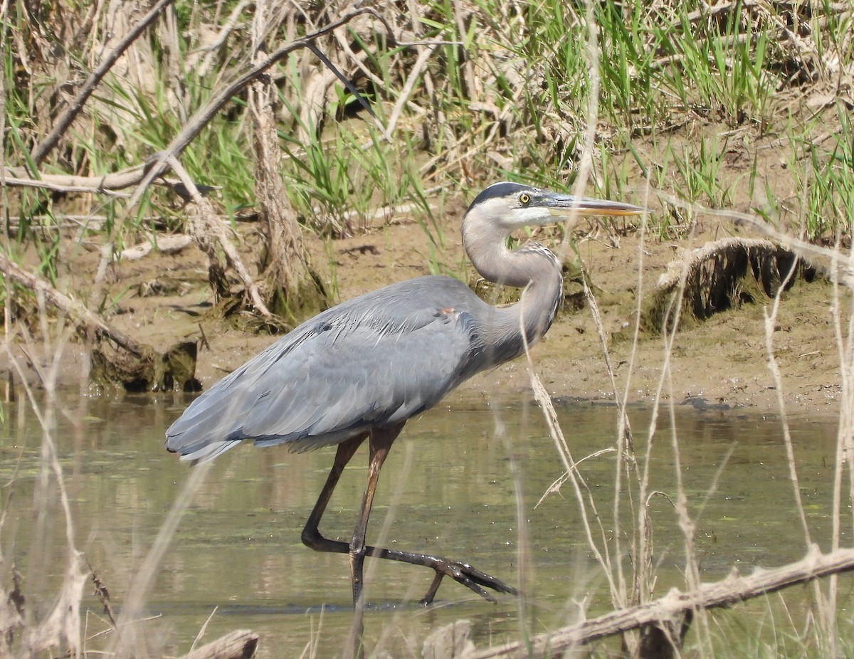 Great Blue Heron - ML623210087