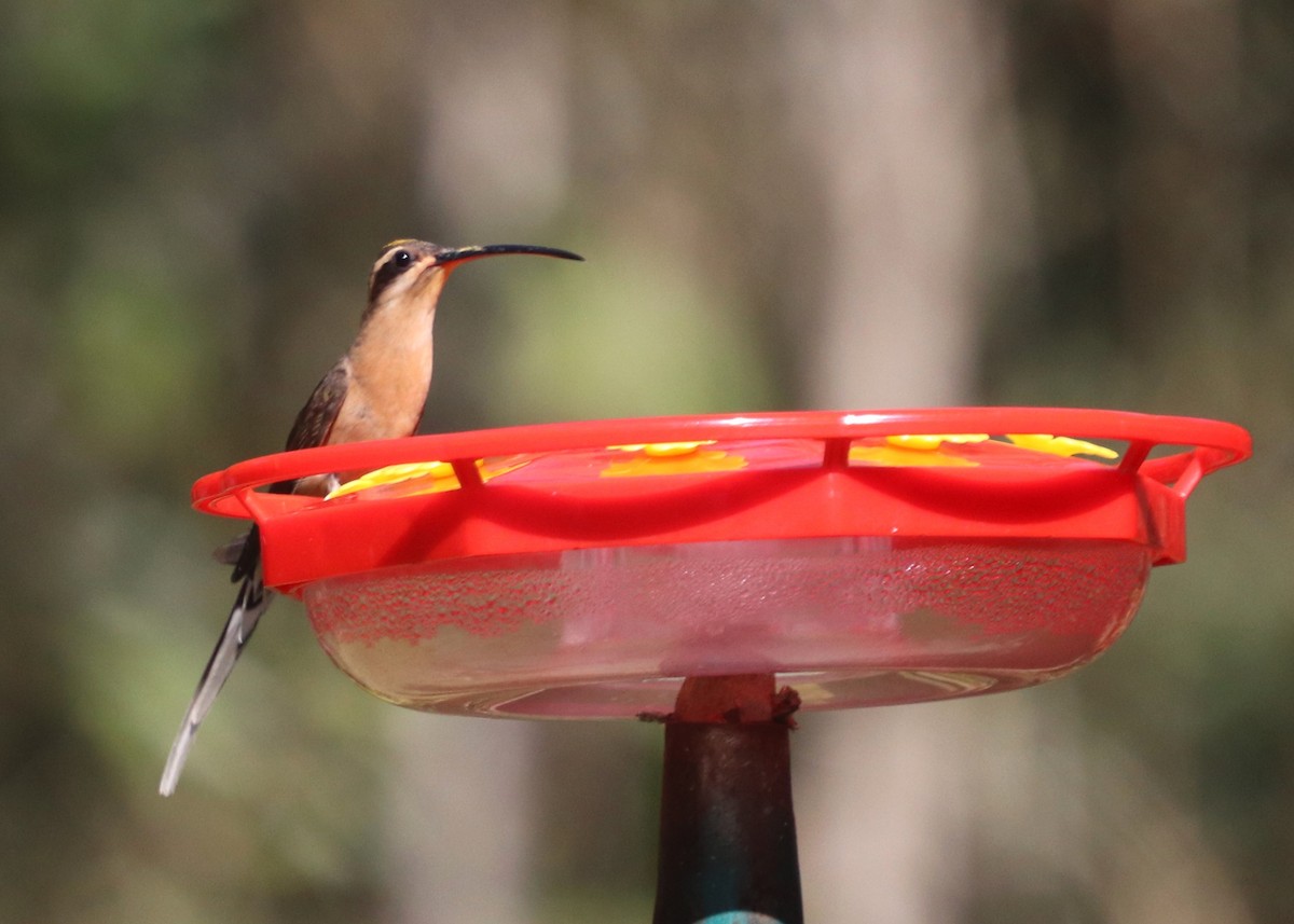 Planalto Hermit - ML623210093