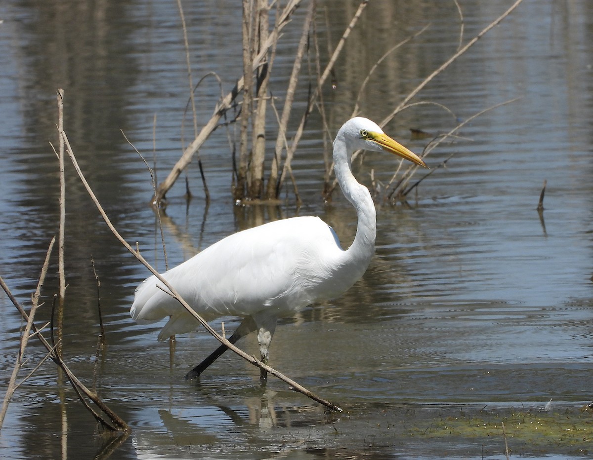 Great Egret - ML623210096