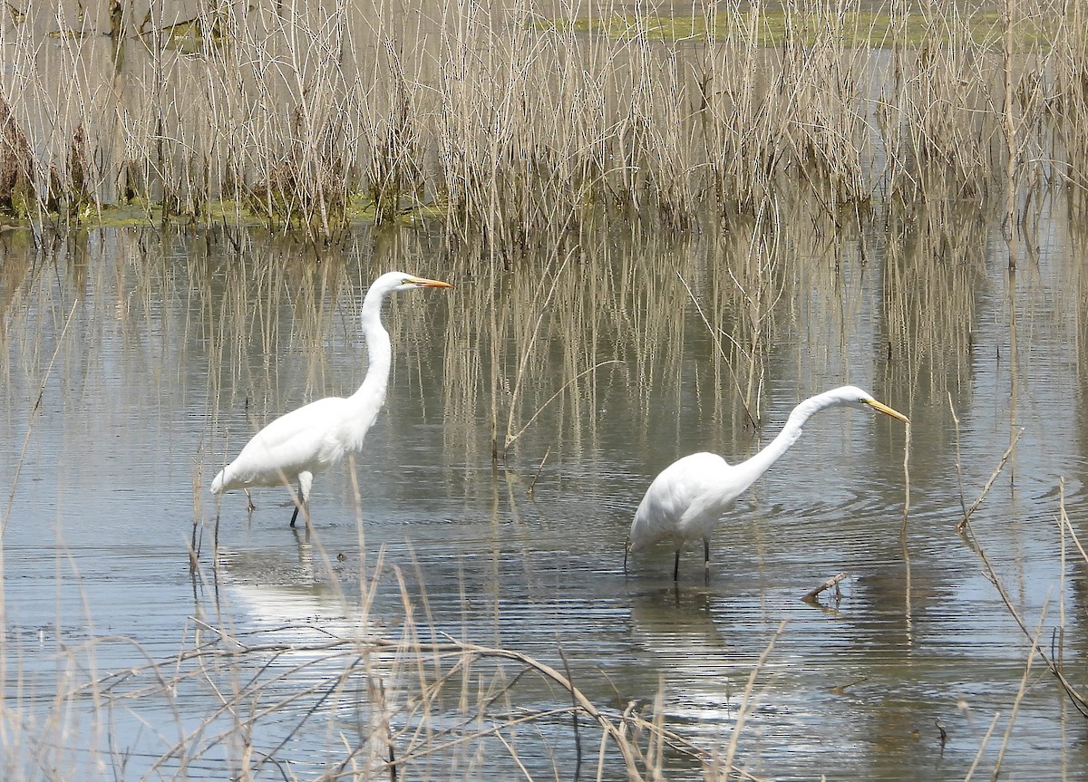 Great Egret - ML623210103