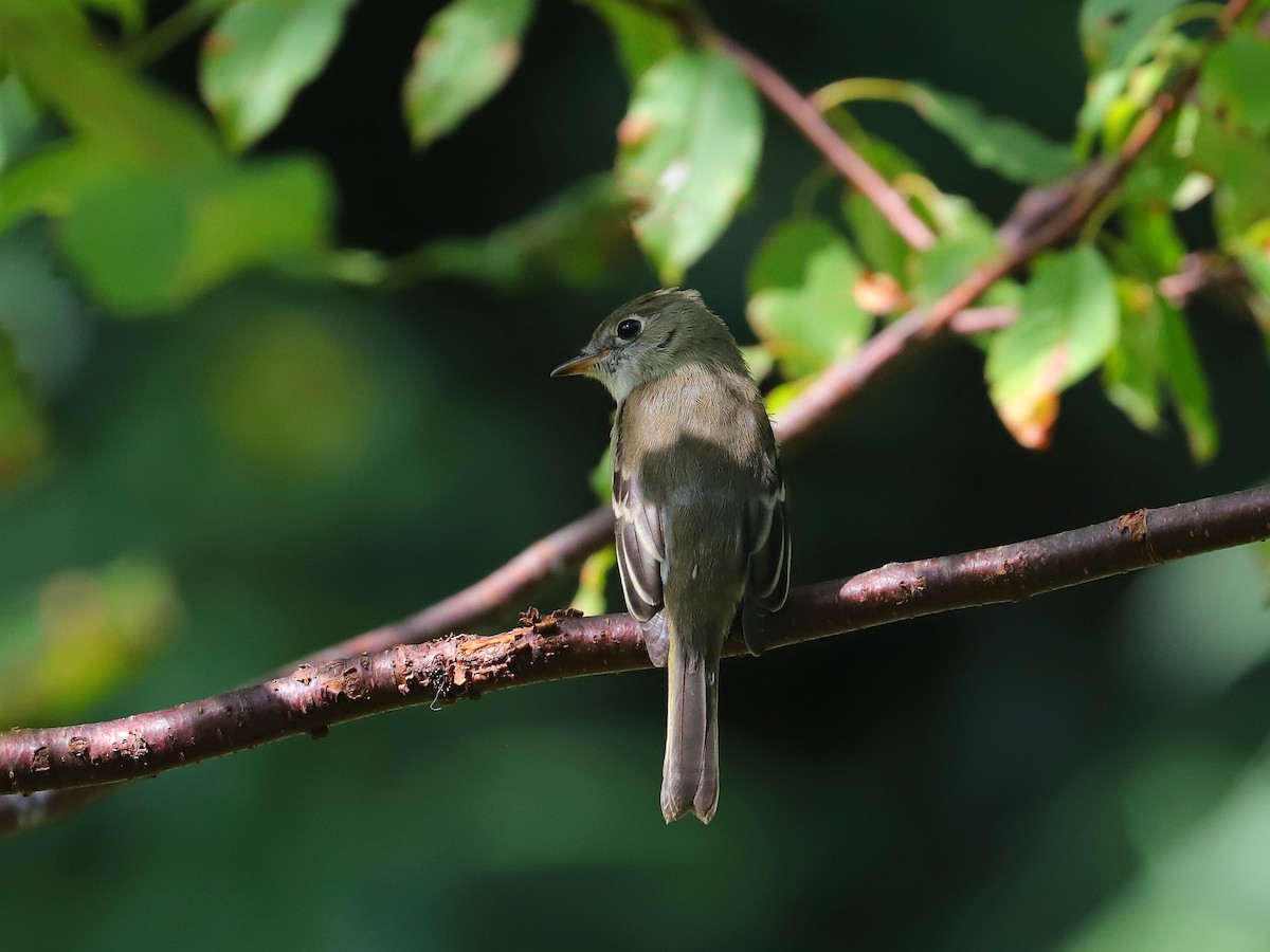 Least Flycatcher - ML623210104