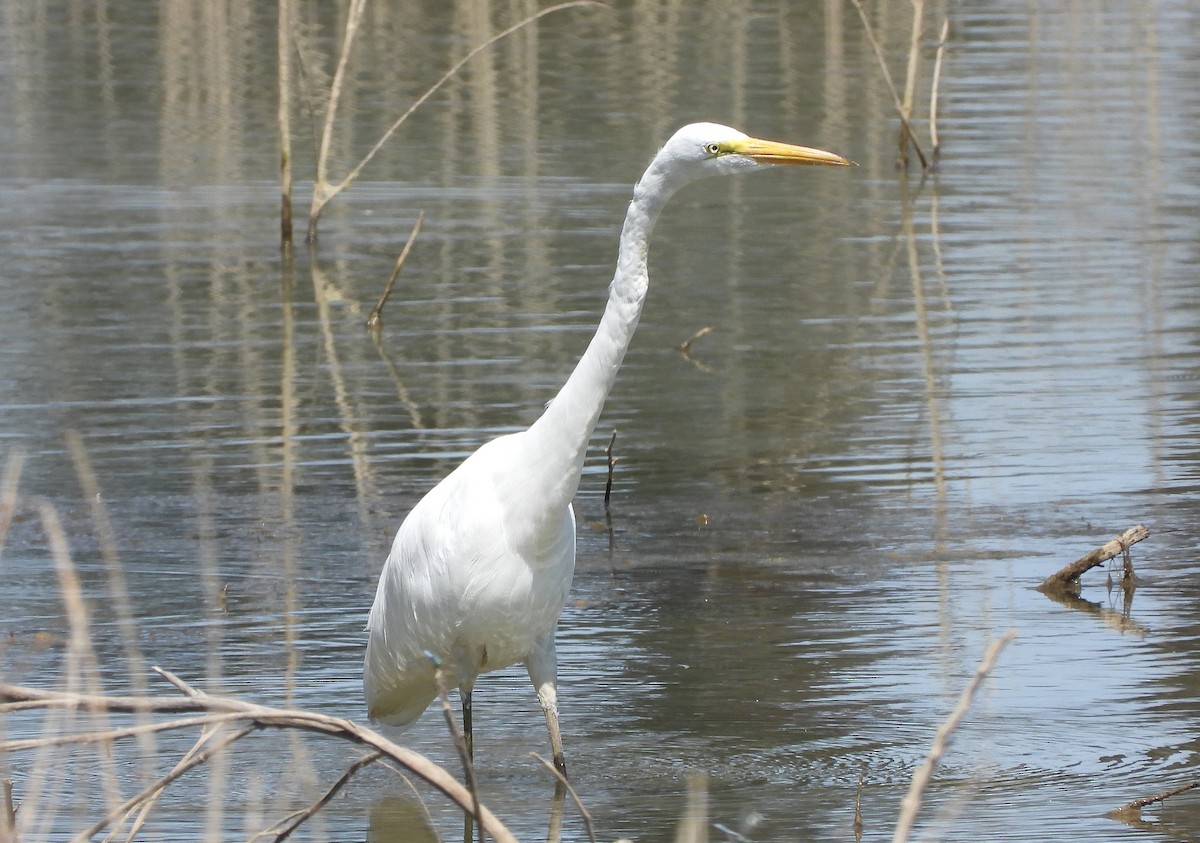 Great Egret - ML623210105