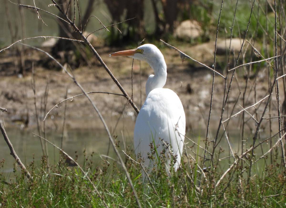 Great Egret - Glenn Pearson