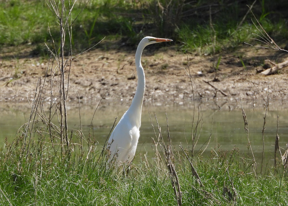 Great Egret - ML623210108