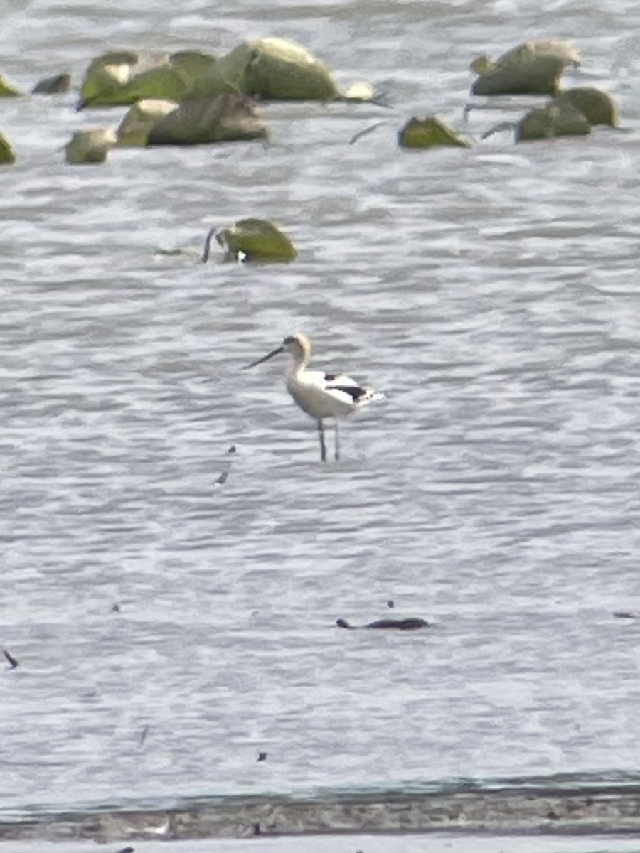 eBird Checklist - 1 Sep 2024 - Ottawa NWR--Wildlife Drive (Ottawa Co ...