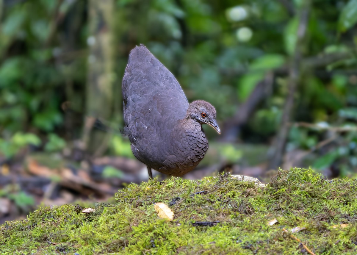 Cinereous Tinamou - ML623210122
