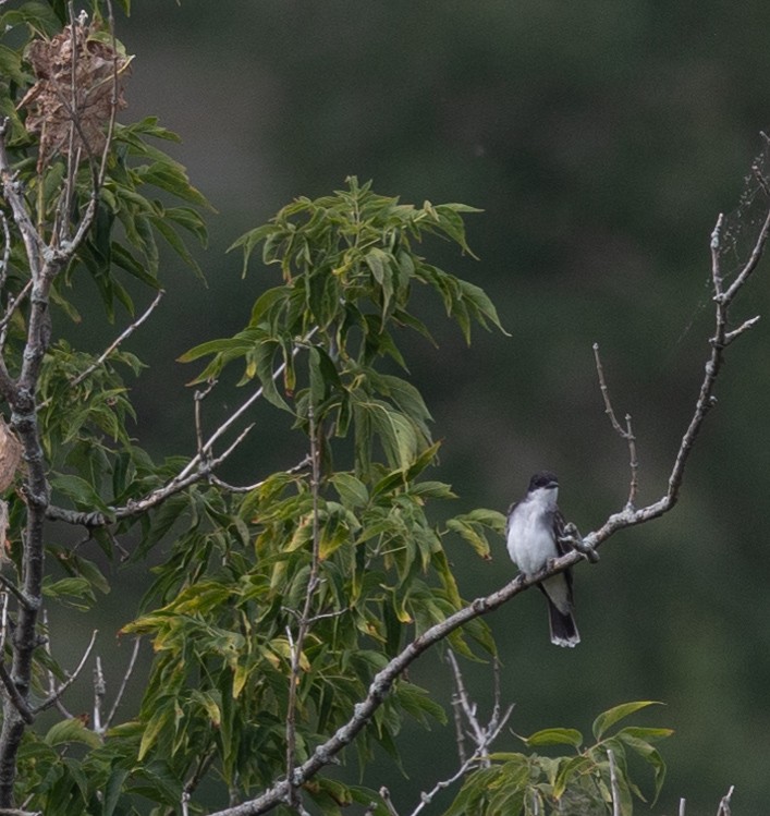 Eastern Kingbird - Jason Forbes