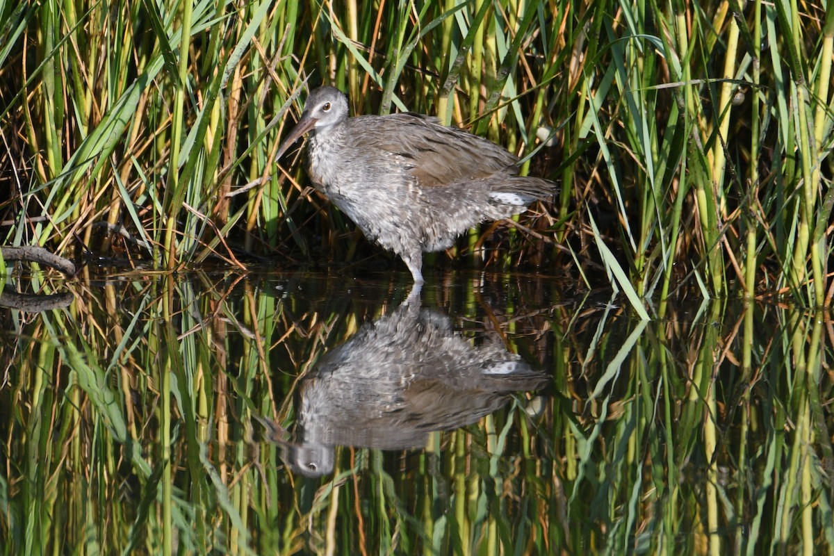 Clapper Rail - ML623210151