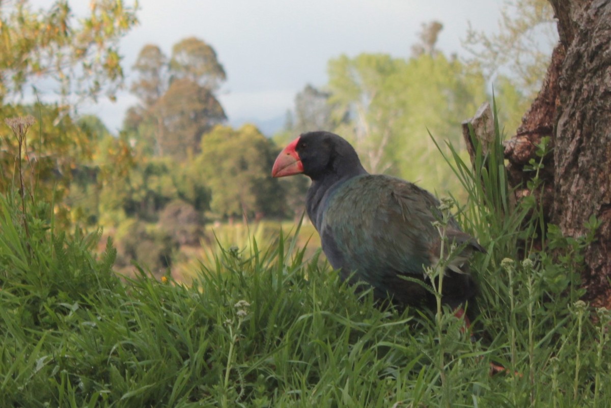 South Island Takahe - ML623210179