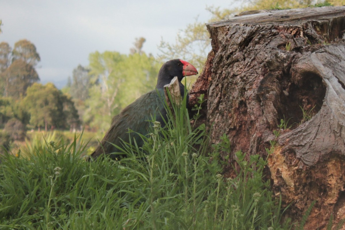 South Island Takahe - ML623210180