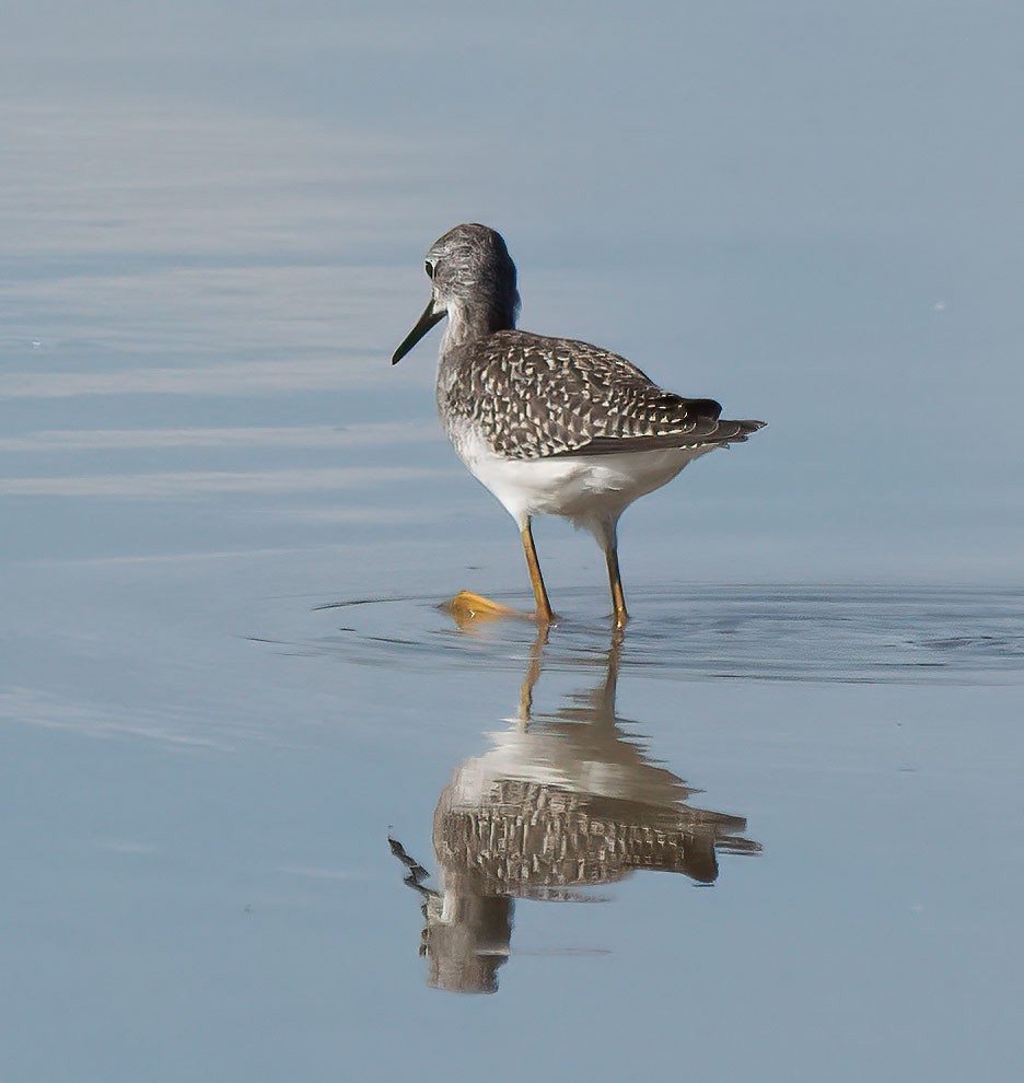 gulbeinsnipe - ML623210267