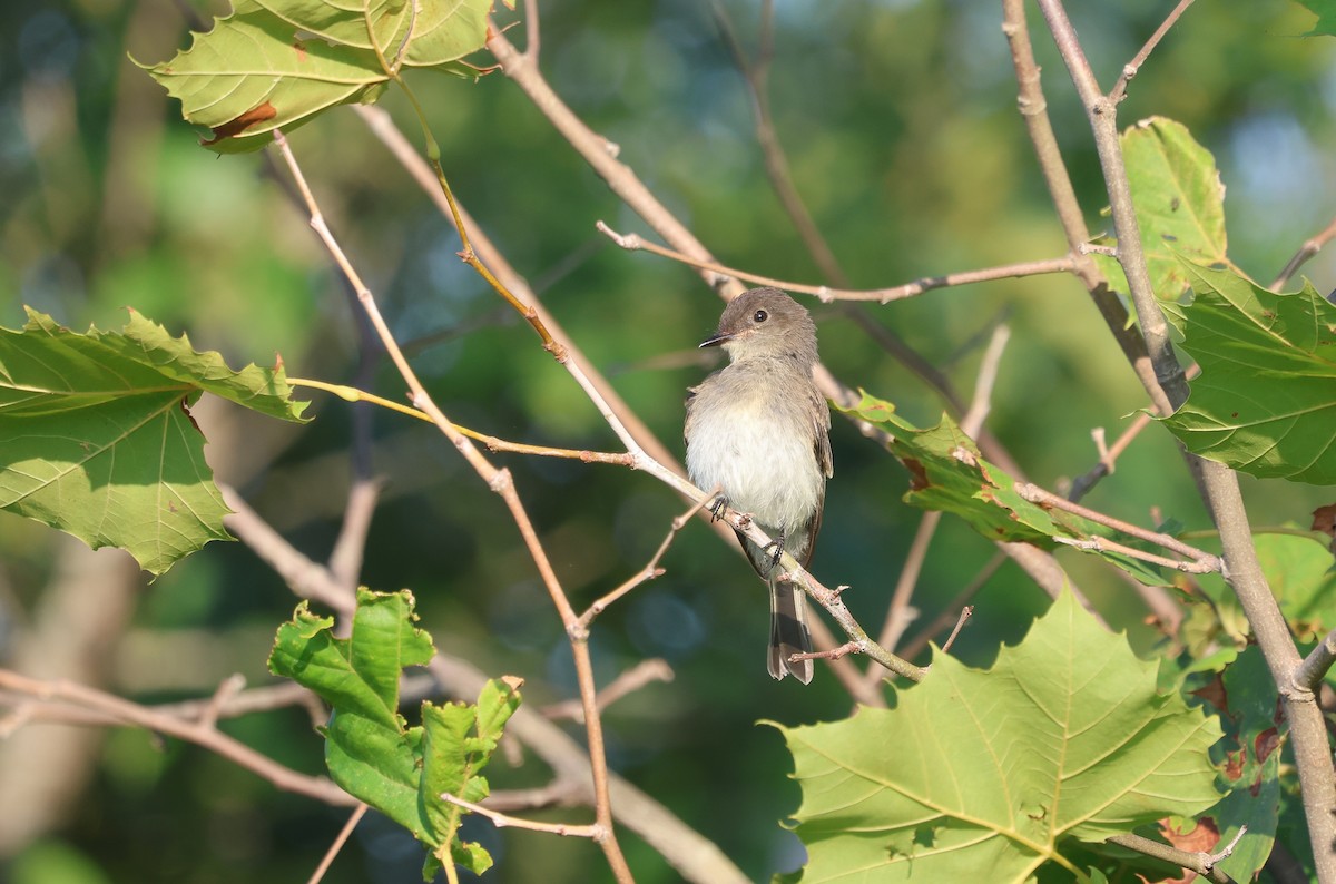 Eastern Phoebe - ML623210274