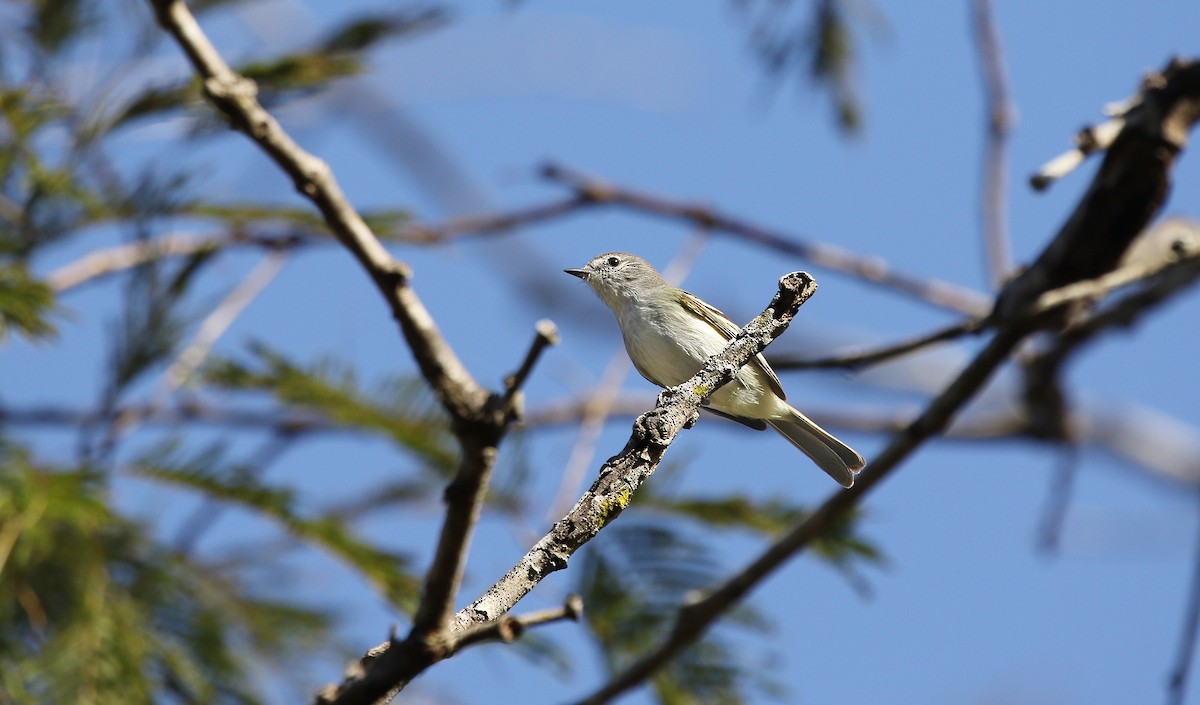 Plain Tyrannulet - ML623210275