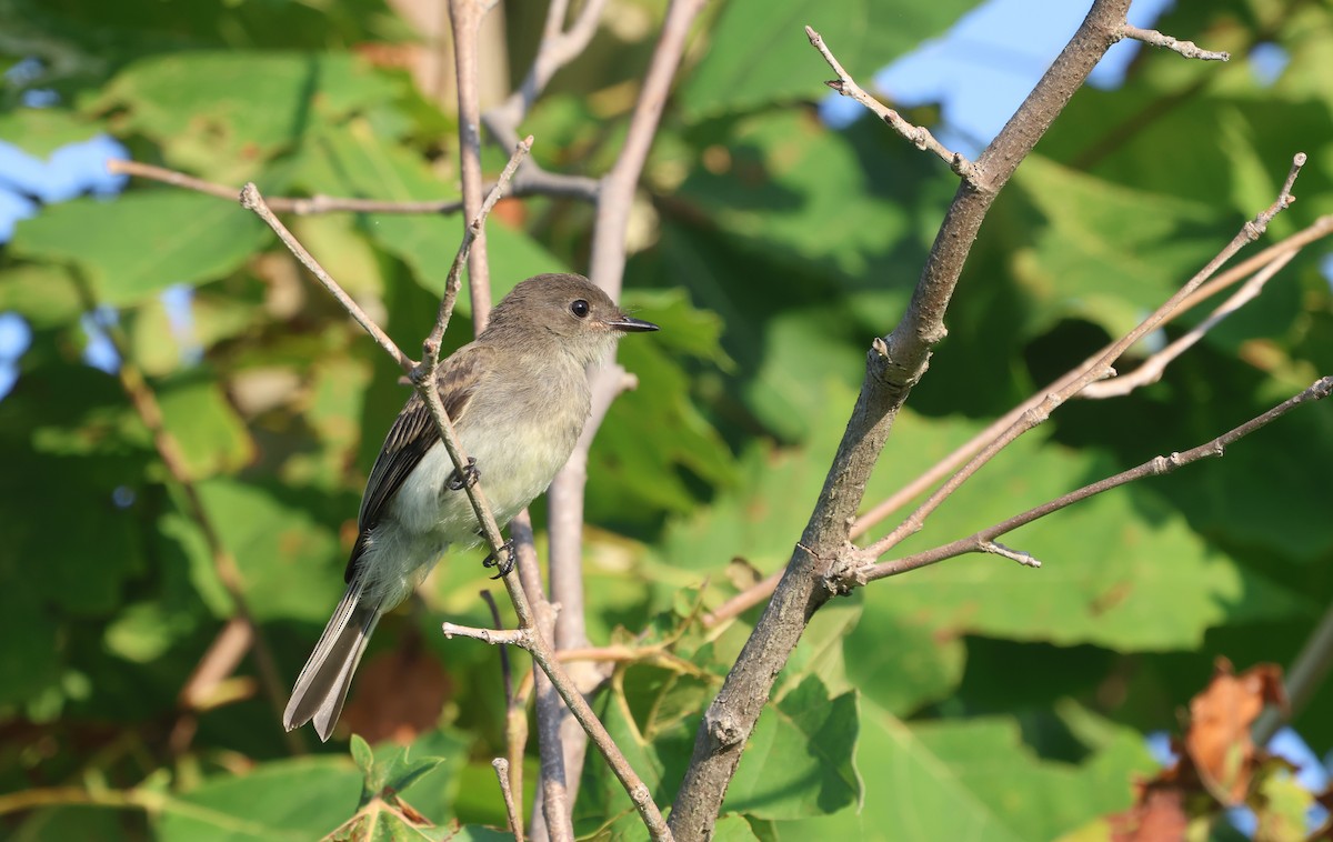 Eastern Phoebe - ML623210276