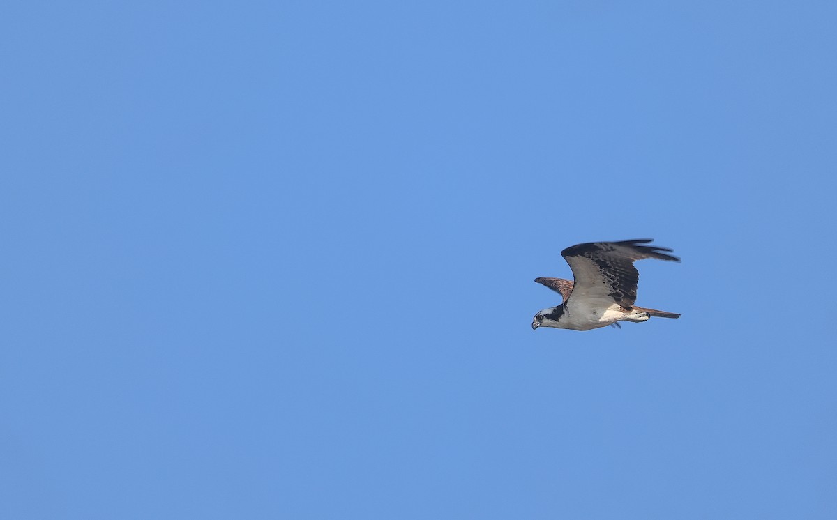 Osprey - ML623210281