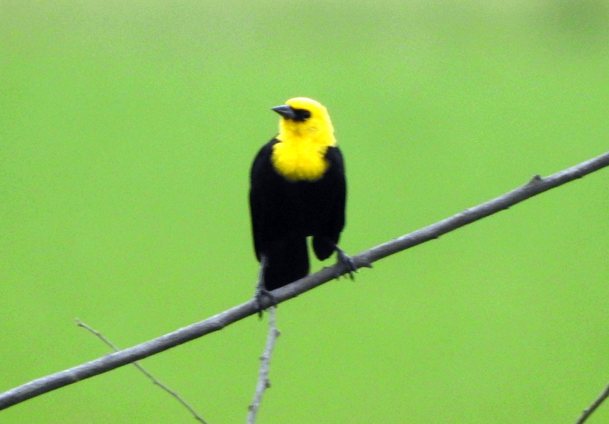 Yellow-hooded Blackbird - ML623210331