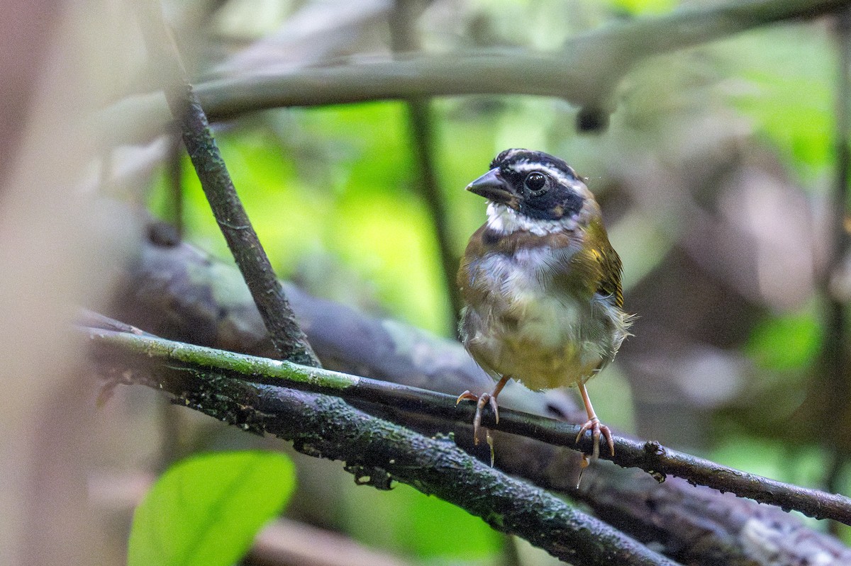 Orange-billed Sparrow - ML623210332