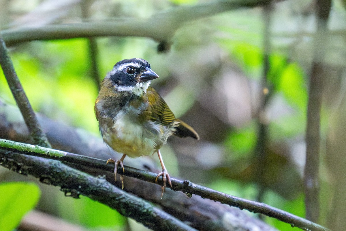 Orange-billed Sparrow - ML623210333