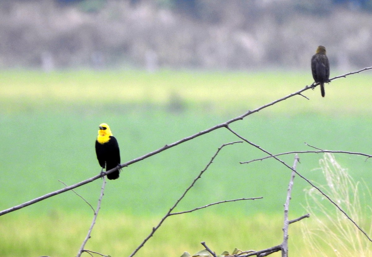 Yellow-hooded Blackbird - ML623210334