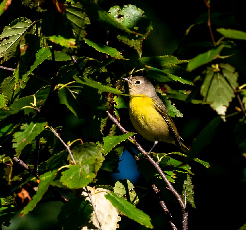 Nashville Warbler - Claude Garand