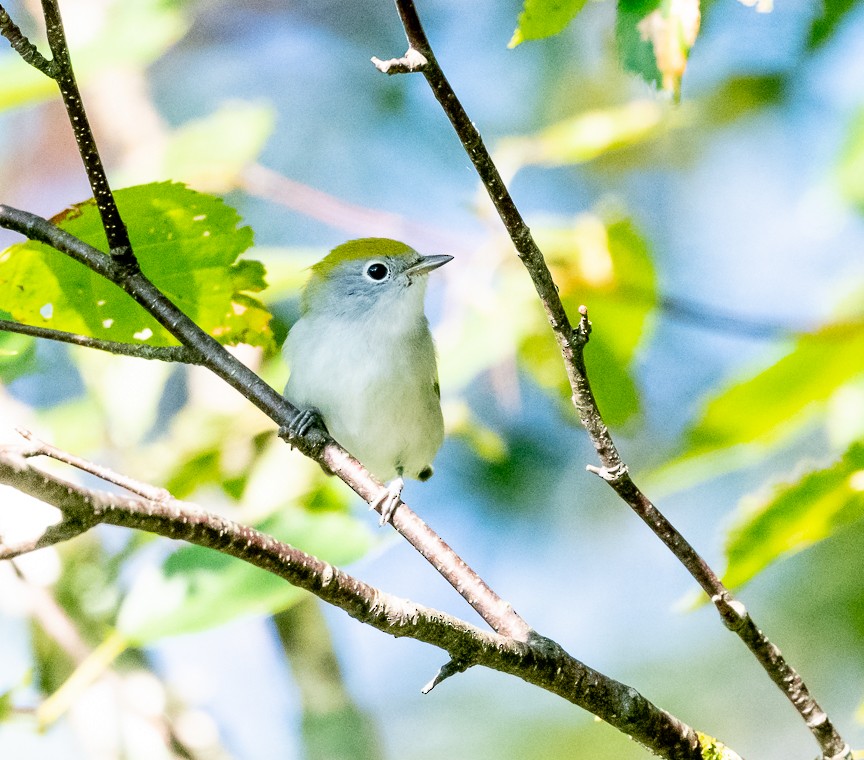 Chestnut-sided Warbler - ML623210352