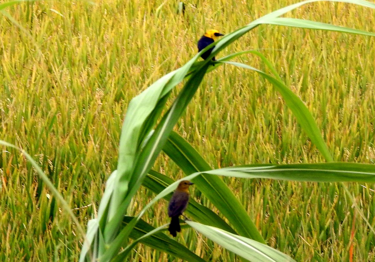 Yellow-hooded Blackbird - ML623210354