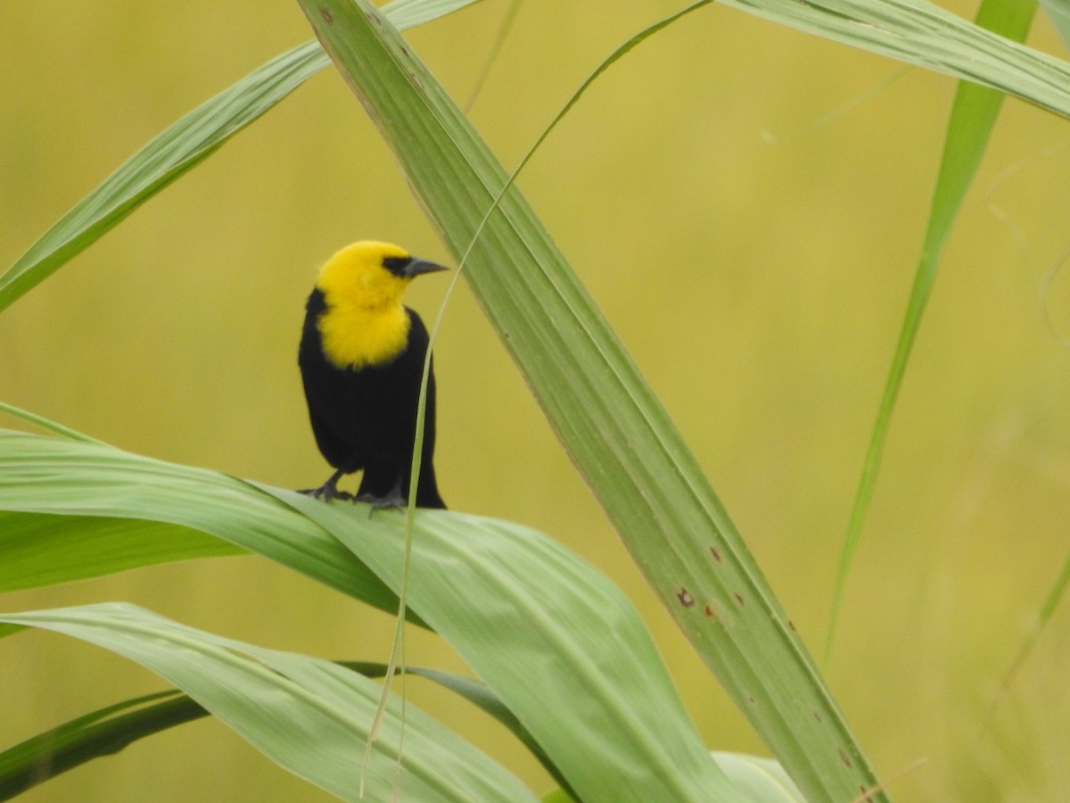 Yellow-hooded Blackbird - ML623210355