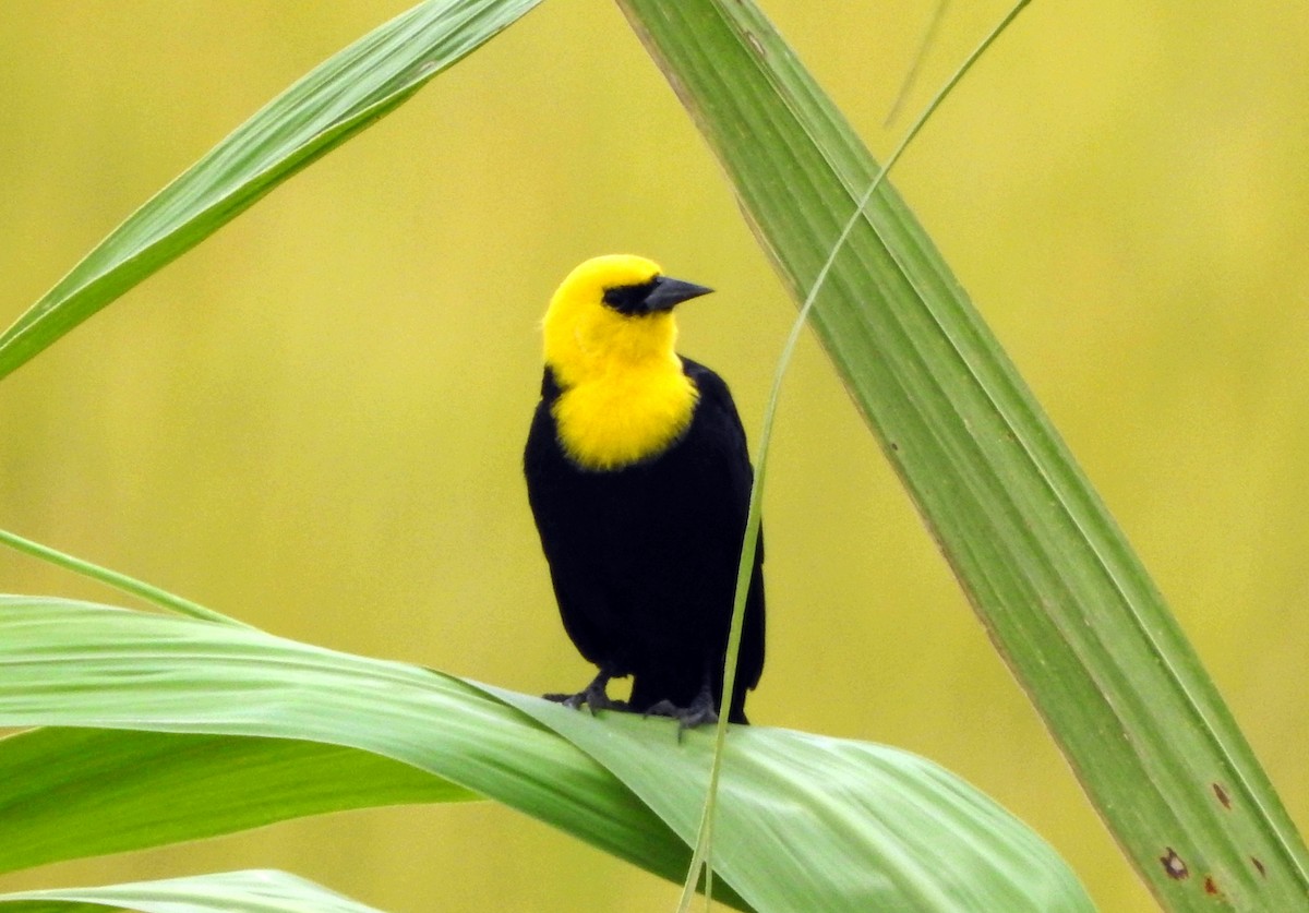 Yellow-hooded Blackbird - Jorge Eduardo Mariño Indaburu @SmartBirding